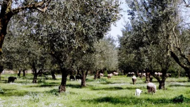 Πετάνε στο δρόμο τις ελιές