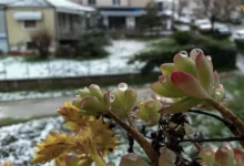 Καιρός: Ψυχρή εβδομάδα για όλη τη χώρα - Δείτε τις προβλέψεις του Εθνικού Αστεροσκοπείου και της Εθνικής Μετεωρολογικής Υπηρεσίας.