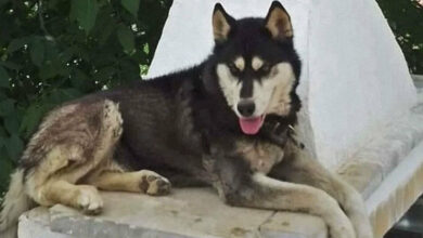 Αράχωβα - Θάνατος Όλιβερ: Ξεσπά η κτηνίατρος που εξέτασε πρώτη το χάσκι μετά την άσκηση δίωξης