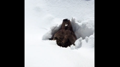 Δείτε πώς ξυπνάει αρκούδα από χειμερία νάρκη