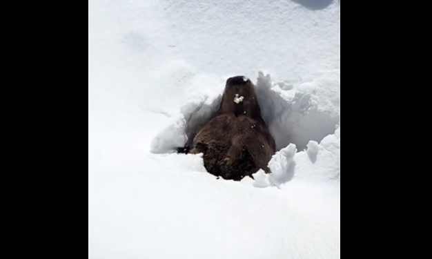 Δείτε πώς ξυπνάει αρκούδα από χειμερία νάρκη