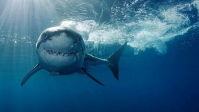 Ανατριχιαστικό βίντεο από επίθεση καρχαρία σε 10χρονο