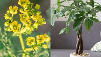 Φενγκ Σούι: Τα 3 φυτά που θα φέρουν αγάπη, καλοτυχία και χρήμα στη ζωή σου