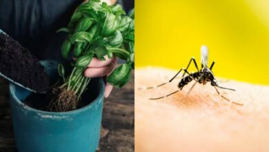 Τα 3 φυτά που διώχνουν τα κουνούπια και πρέπει να τα βάλεις στο σπίτι σου