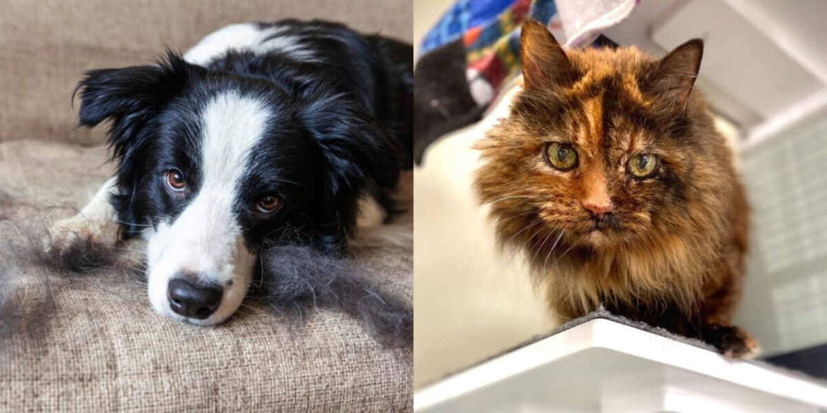 Τρίχες από σκύλο και γάτα που δεν ξεκολλούν από τον καναπέ: Πως να απαλλαγείτε