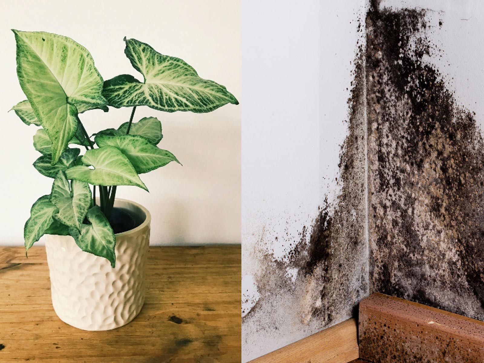 5 φυτά που εμποδίζουν την μούχλα στο σπίτι