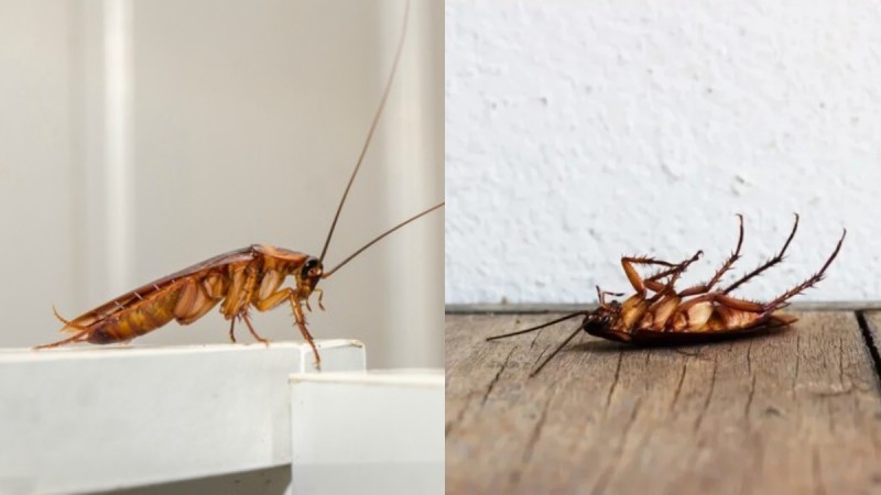 Τέζα οι κατσαρίδες: Τα 2 υλικά που είναι ο απόλυτος "εφιάλτης" τους