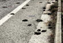 Εκατοντάδες νεκρά ψαρόνια βρέθηκαν το μεσημέρι της Πέμπτης (14/11) στην παραλιακή οδό Ναυπλίου - Νέας Κίου στην Αργολίδα. Περιβαλλοντικές αρχές ερευνούν την αιτία του μαζικού θανάτου.