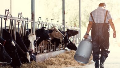 Τραγικό θάνατο βρήκε ένας κτηνοτρόφος στην Αχαΐα, όταν έπαθε ηλεκτροπληξία από πιθανή διαρροή ρεύματος την ώρα που στεκόταν δίπλα στα ειδικά ψυγεία που βρίσκονται στον δρόμο για τη συλλογή γάλακτος.