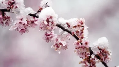 Καλοκαιρινό θα παραμείνει το σκηνικό του καιρού μέχρι και το Σαββατοκύριακο με ηλιοφάνεια και υψηλές θερμοκρασίες που θα αγγίξουν ακόμα και τους 30 βαθμούς Κελσίου.