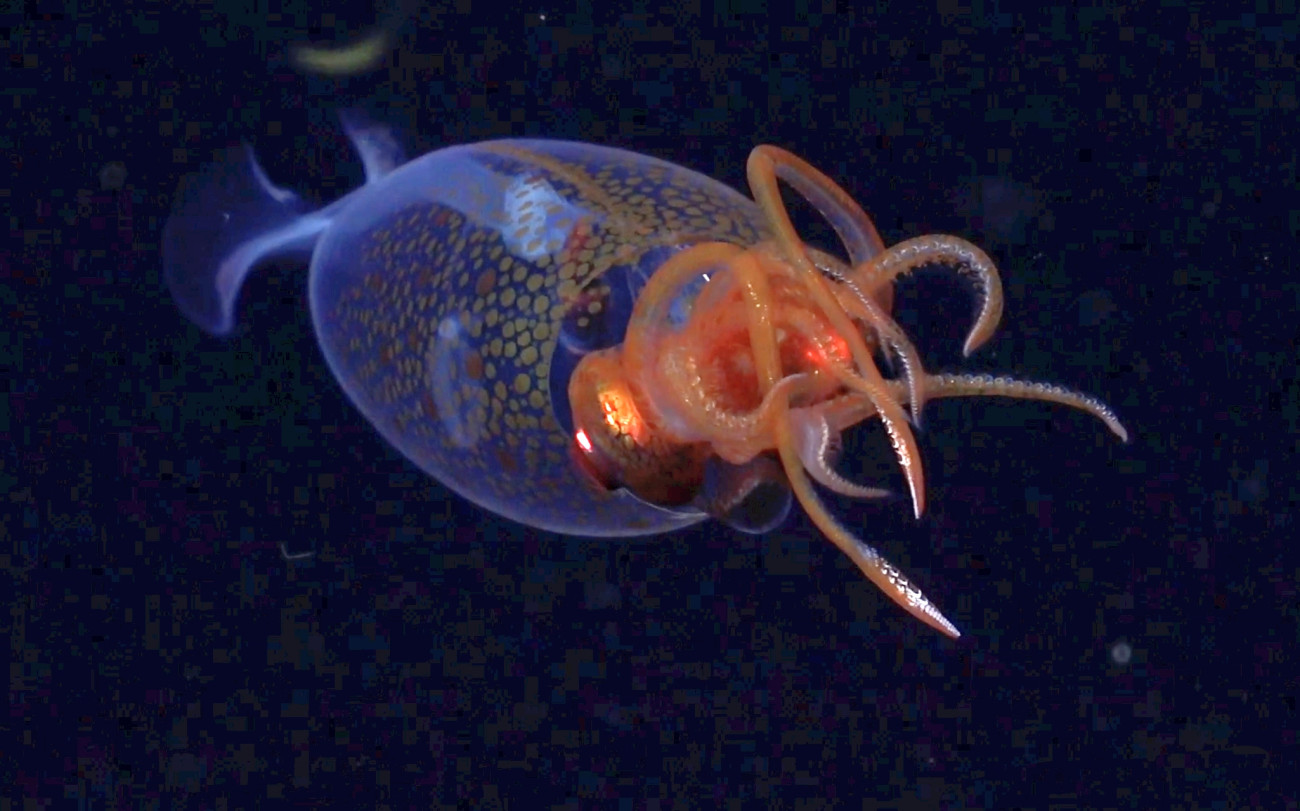 Ήταν το 1925 όταν κομμένα πλοκάμια αυτού του γίγαντα ανακαλύφθηκαν στο στομάχι ενός φυσητήρα που είχε καταδυθεί για κυνήγι σε μεγάλο βάθος.