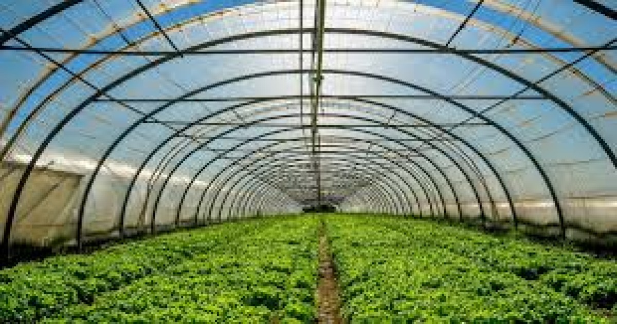 «Πήρε φωτιά το θερμοκήπιο και νόμιζε πως ήταν υπεύθυνος αυτός» λέει στο europost.gr στενός φίλος του 55χρονου από τον Βόλο που φέρεται να έβαλε τέλος στη ζωή του λίγες ώρες μετά την πυρκαγιά.