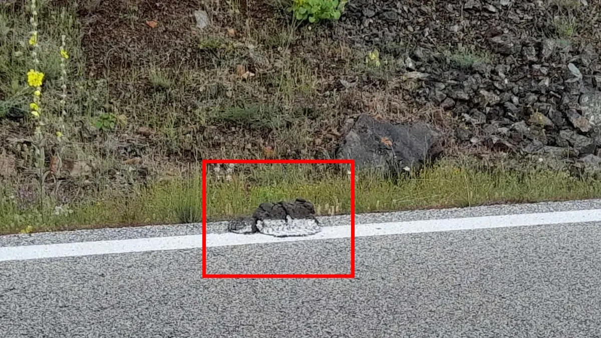 Το μηχάνημα πέρασε και «ό,τι βρήκε έβαψε» σε δρόμο στην Καρδίτσα και συγκεκριμένα στην περιοχή των Λουτρών Σμοκόβου, όπου αποφασίστηκε