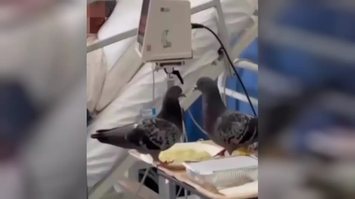 Ένα βίντεο με πρωταγωνιστές 2 περιστέρια μέσα σε δωμάτιο νοσηλείας του νοσοκομείου «Ερυθρός Σταυρός», κάνει τις τελευταίες ώρες τον γύρο του διαδικτύου.