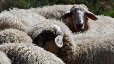 Σε επιφυλακή βρίσκονται στη Χαλκιδική, έπειτα από την επιβεβαίωση κρουσμάτων ευλογιάς σε εκτροφές αιγοπροβάτων στην περιοχή της Νέας Φώκαιας, στον Δήμο Κασσάνδρας.