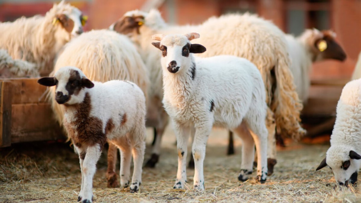 Καταρρέει και η ελληνική κτηνοτροφία: Σήμα κινδύνου για την αυτάρκεια σε κρέας και την αγροτική οικονομία 