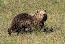 Μαυροδένδρι Κοζάνης : Αρκουδίτσα έκανε τη βόλτα της μέσα στο χωριό 