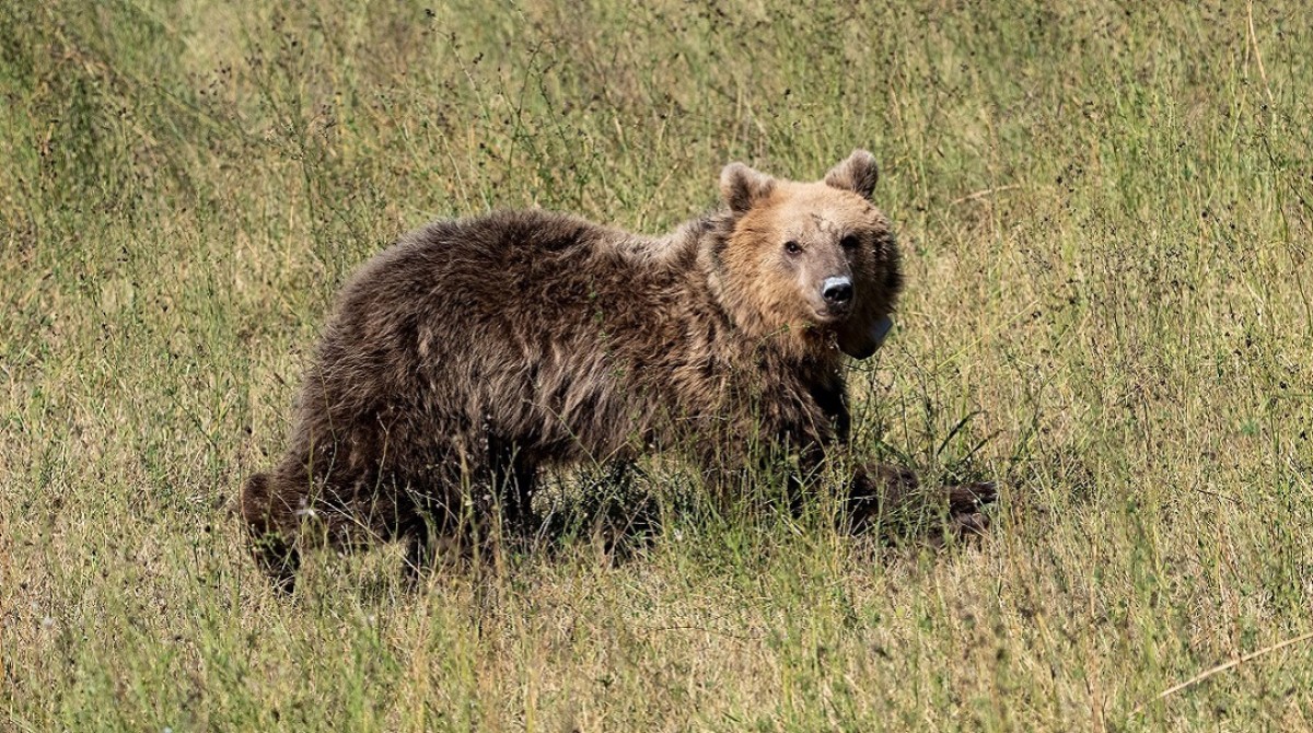 Μαυροδένδρι Κοζάνης : Αρκουδίτσα έκανε τη βόλτα της μέσα στο χωριό 