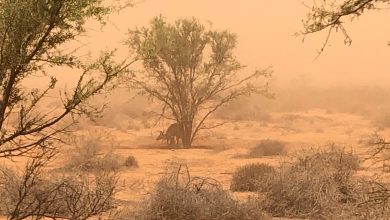 Γιώργος Τσατραφύλλιας: Τον κώδωνα του κινδύνου για τον κίνδυνο εκδήλωσης φωτιάς σήμερα Παρασκευή (27.06.25) σε έξι περιοχές της χώρας κρούει ο γνωστός