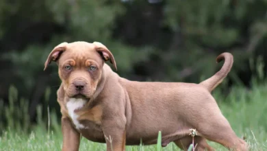 Στο Νοσοκομείο Γεννηματάς της Θεσσαλονίκης μεταφέρθηκε ένα τρίχρονο αγόρι, μετά από δάγκωμα που δέχθηκε από σκύλο, ράτσας πιτ-μπουλ, στην ανατολική Θεσσαλονίκη.