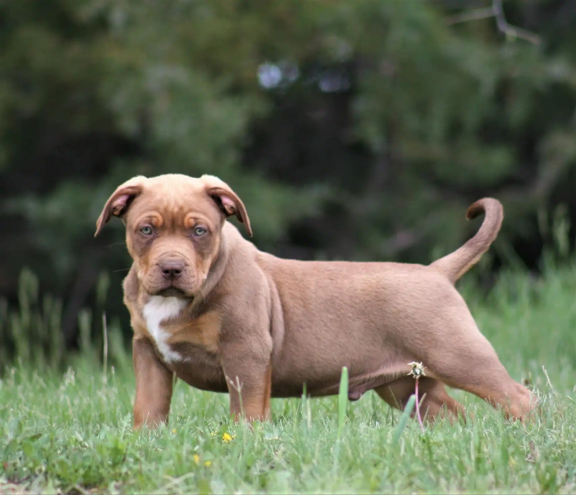 Στο Νοσοκομείο Γεννηματάς της Θεσσαλονίκης μεταφέρθηκε ένα τρίχρονο αγόρι, μετά από δάγκωμα που δέχθηκε από σκύλο, ράτσας πιτ-μπουλ, στην ανατολική Θεσσαλονίκη.