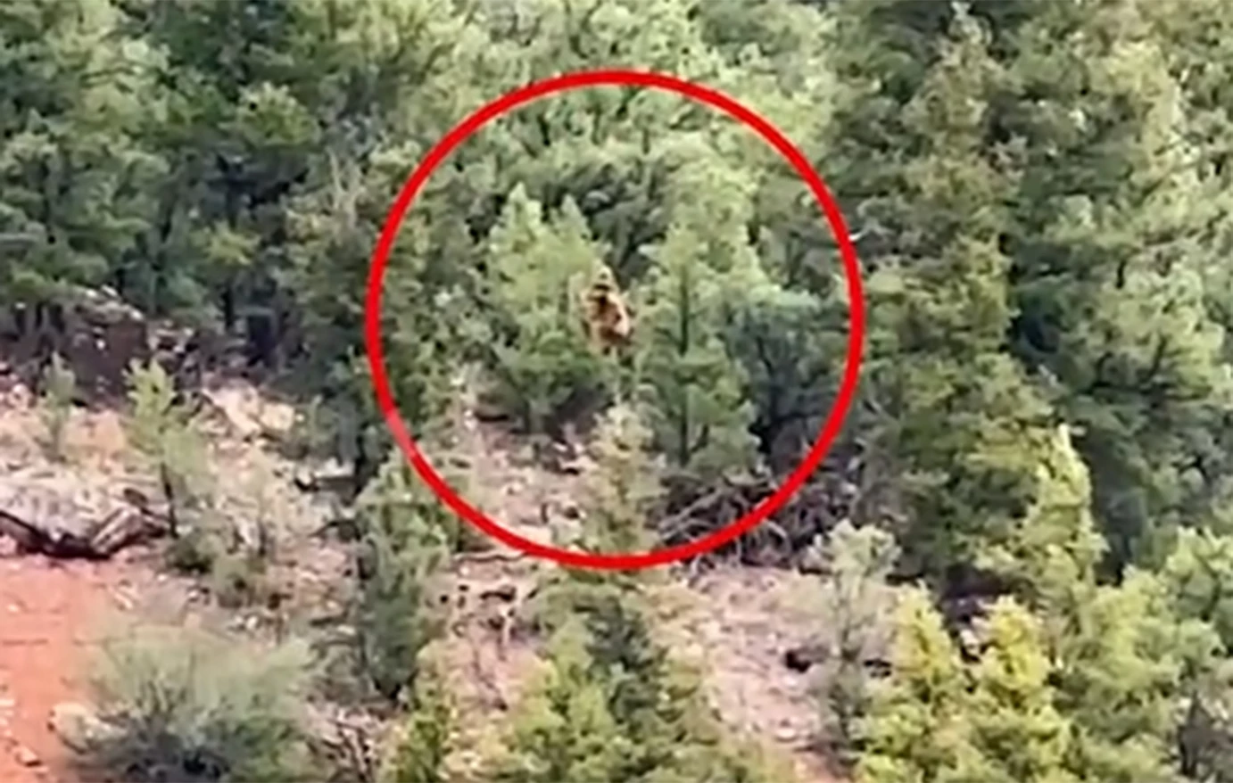 «Ήταν ξεκάθαρα δίποδο»: Νέο βίντεο με μυστηριώδες πλάσμα αναζωπυρώνει τον μύθο του Μπίγκφουτ στα δάση του Κολοράντο