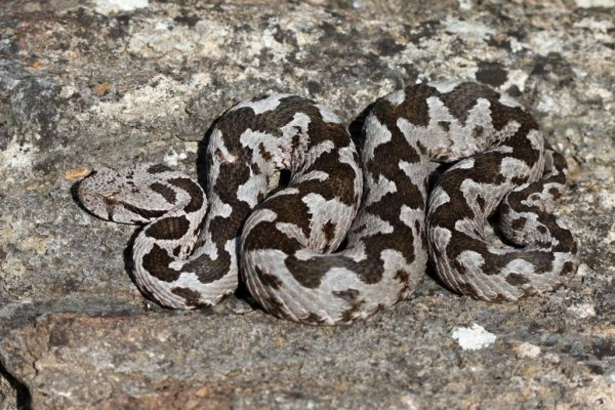 Με μία δυσάρεστη έκπληξη βρέθηκε αντιμέτωπος ένας 40χρονος στην Εύβοια, ο οποίος δαγκώθηκε από οχιά, την ώρα που εκτελούσε αγροτικές εργασίες σε ένα χωράφι.