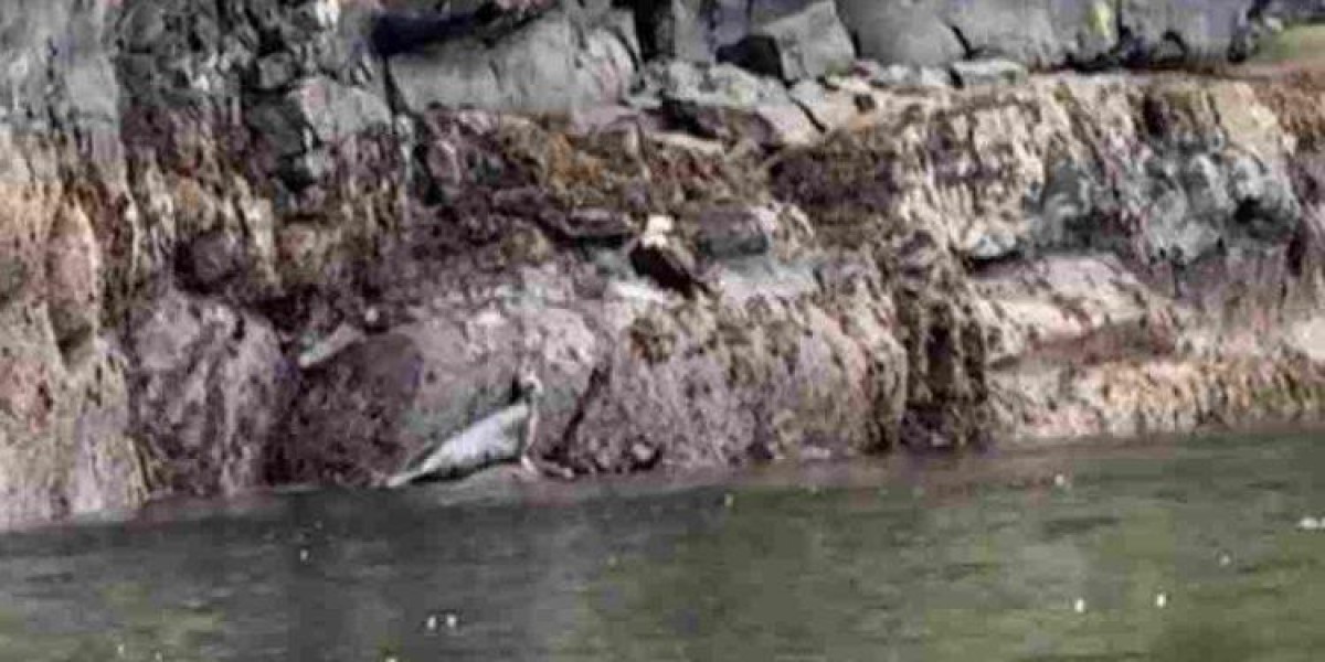 Viral έχει γίνει βίντεο το οποίο έχει καταγράψει τη στιγμή που μία φώκια προσπαθεί να σώσει το μωρό της από έναν τεράστιο αετό.