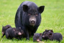 Οι καταγγελίες για αδιαφανείς και καταχρηστικές πρακτικές στη διαχείριση των αγροτικών επιδοτήσεων φαίνεται πως δεν έχουν τέλος.