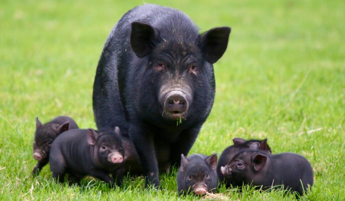 Οι καταγγελίες για αδιαφανείς και καταχρηστικές πρακτικές στη διαχείριση των αγροτικών επιδοτήσεων φαίνεται πως δεν έχουν τέλος.
