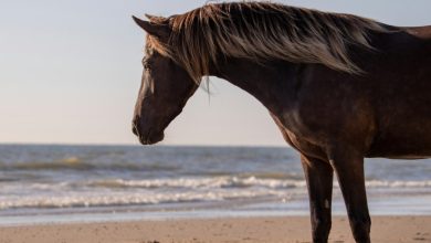 Στα επείγοντα του νοσοκομείου Καβάλας μεταφέρθηκε την Τετάρτη μια πεντάχρονη, η οποία τραυματίστηκε σοβαρά στο κεφάλι