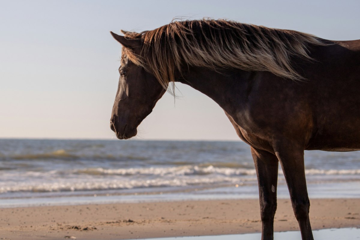 Στα επείγοντα του νοσοκομείου Καβάλας μεταφέρθηκε την Τετάρτη μια πεντάχρονη, η οποία τραυματίστηκε σοβαρά στο κεφάλι