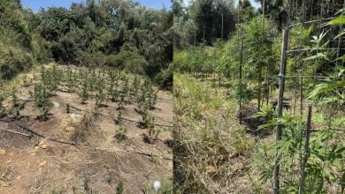 Ένας εν ενεργεία δημοτικός σύμβουλος στη Φθιώτιδα συνελήφθη ως ηγετικό στέλεχος εγκληματικής οργάνωσης που φέρεται να διακινούσε