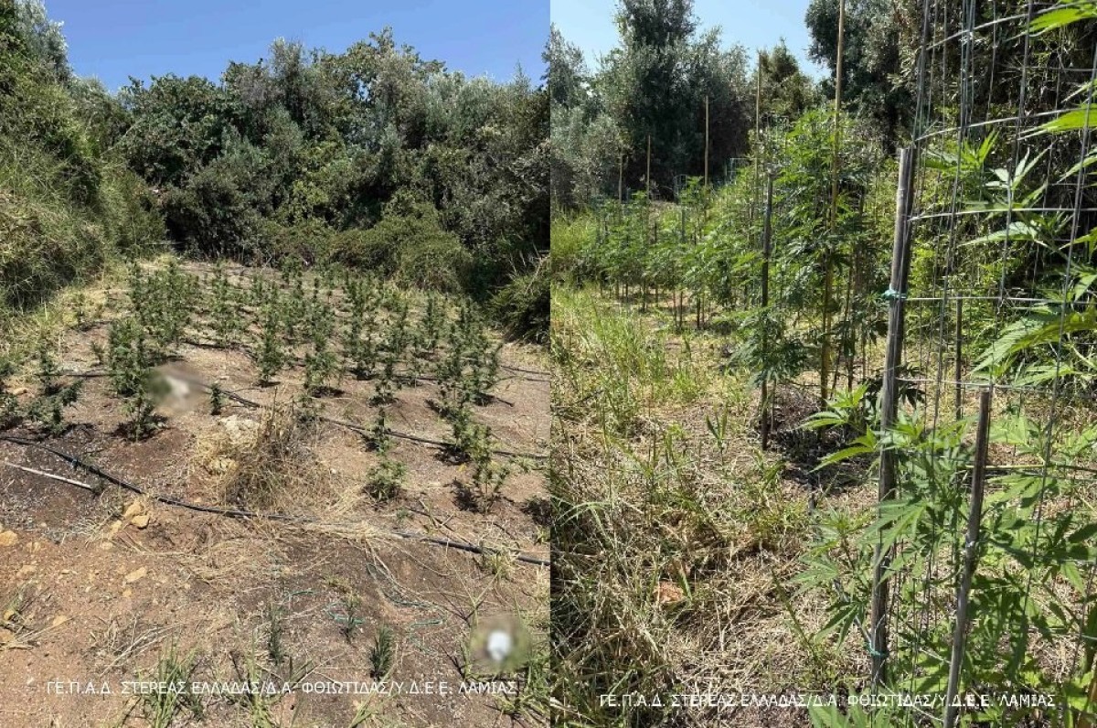 Ένας εν ενεργεία δημοτικός σύμβουλος στη Φθιώτιδα συνελήφθη ως ηγετικό στέλεχος εγκληματικής οργάνωσης που φέρεται να διακινούσε