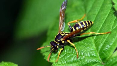 Ένα σπάνιο και σοβαρό περιστατικό καταγράφηκε το απόγευμα της Δευτέρας στον Πύργο, όπου ένας 45χρονος άνδρας παρουσίασε αλλεργική