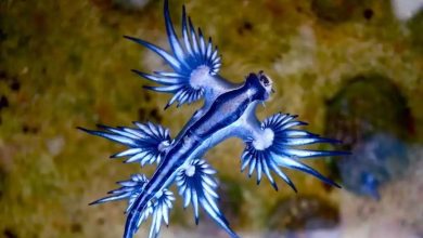 Ανησυχία προκαλεί στην Ισπανία, η εμφάνιση των «μπλε δράκων», επικίνδυνων θαλάσσιων πλασμάτων, με αποτέλεσμα οι Αρχές της χώρας