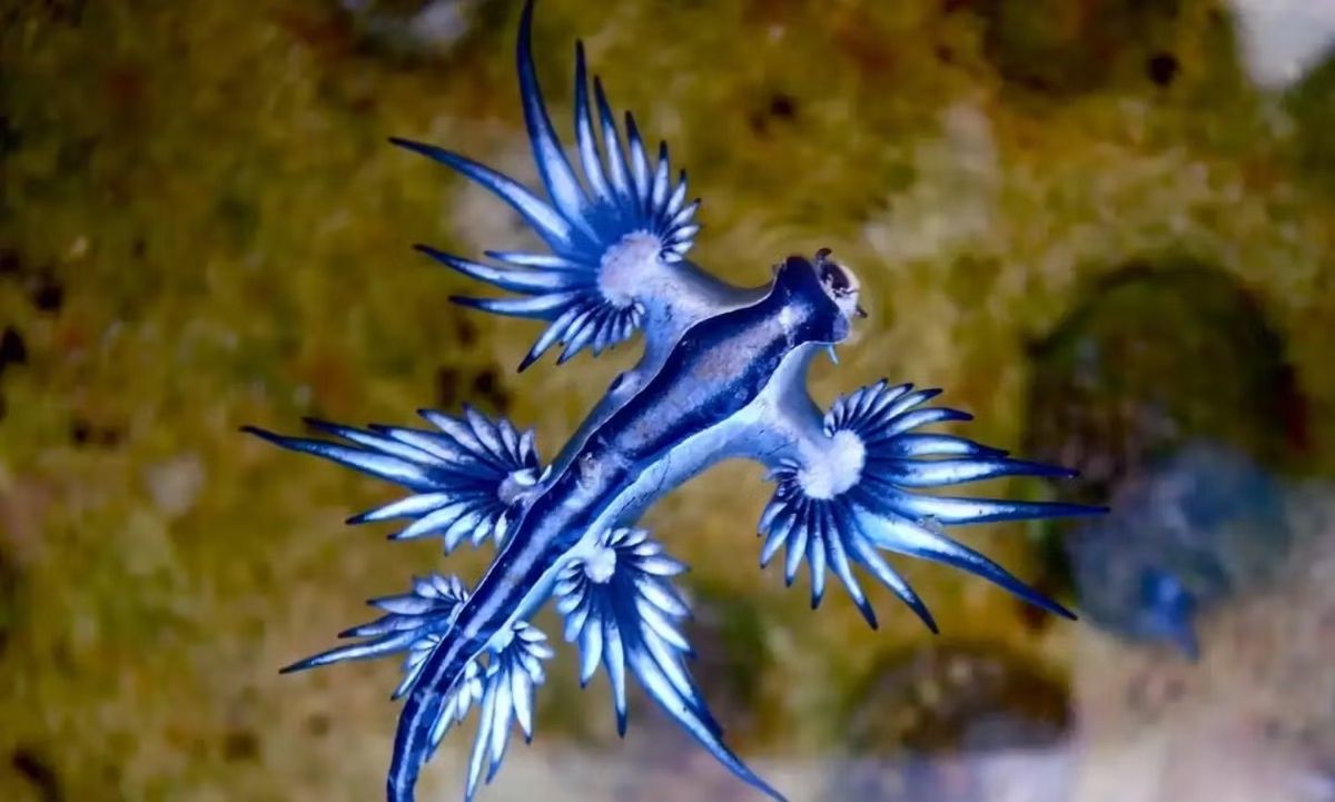 Ανησυχία προκαλεί στην Ισπανία, η εμφάνιση των «μπλε δράκων», επικίνδυνων θαλάσσιων πλασμάτων, με αποτέλεσμα οι Αρχές της χώρας