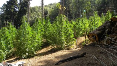 Σημαντικό πλήγμα σε εγκληματική οργάνωση που δραστηριοποιούνταν συστηματικά στην καλλιέργεια και διακίνηση κάνναβης κατάφερε