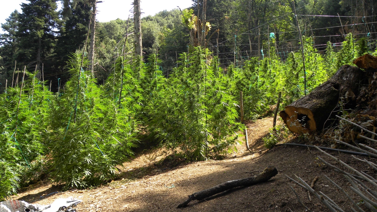 Σημαντικό πλήγμα σε εγκληματική οργάνωση που δραστηριοποιούνταν συστηματικά στην καλλιέργεια και διακίνηση κάνναβης κατάφερε