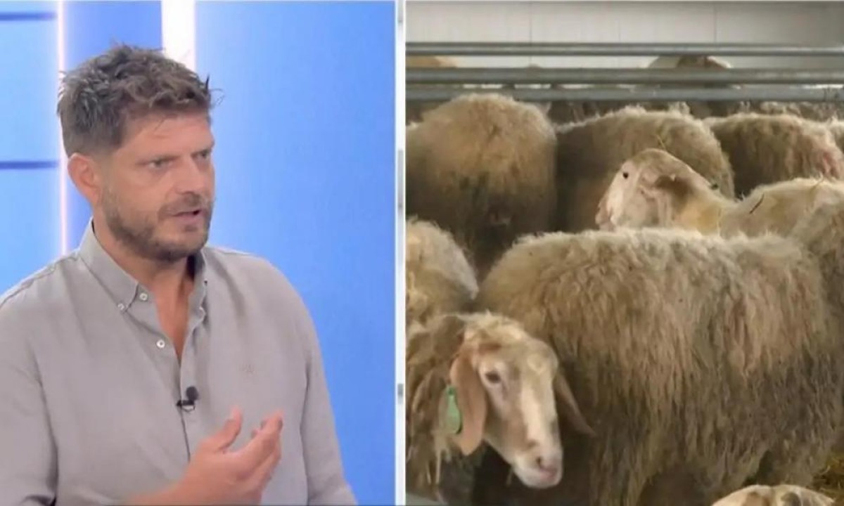 Η ευλογιά των προβάτων εξαπλώνεται ανεξέλεγκτα, αφήνοντας πίσω της σκηνές απόλυτης ερημιάς και απώλειας. Αν η κατάσταση συνεχίσει