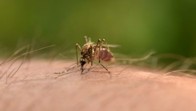 Δύο άτομα έχουν χάσει τη ζωή τους στην Ελλάδα μέχρι τις 20 Αυγούστου από τον ιό Δυτικού Νείλου σύμφωνα με τον Εθνικό Οργανισμός Δημόσιας Υγείας (ΕΟΔΥ).