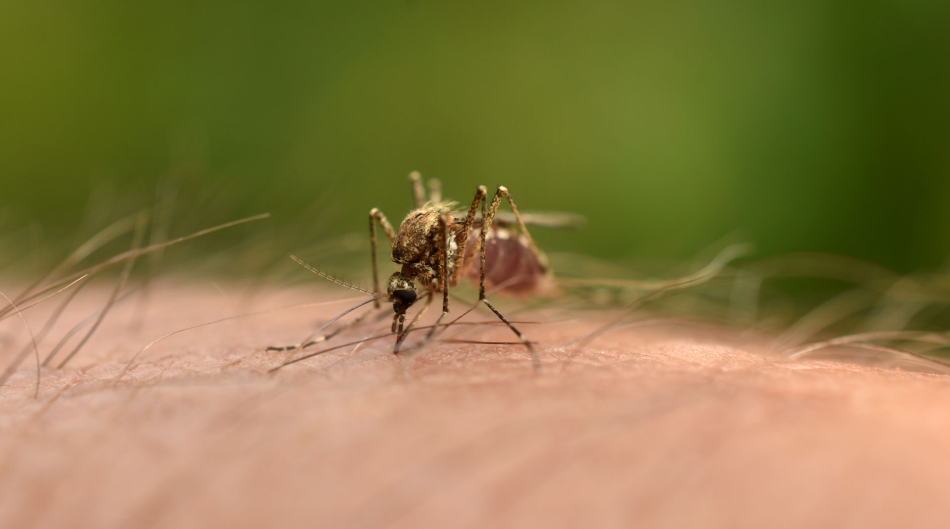 Δύο άτομα έχουν χάσει τη ζωή τους στην Ελλάδα μέχρι τις 20 Αυγούστου από τον ιό Δυτικού Νείλου σύμφωνα με τον Εθνικό Οργανισμός Δημόσιας Υγείας (ΕΟΔΥ).