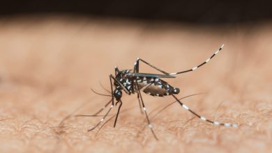 Από την αρχή του 2025, περίπου 240.000 άνθρωποι έχουν προσβληθεί από τον ιό τσικουνγκούνια, με 90 θανάτους να έχουν καταγραφεί σε 16