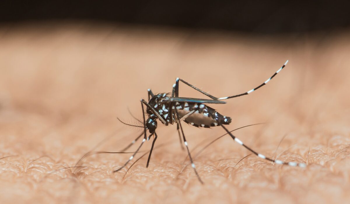 Από την αρχή του 2025, περίπου 240.000 άνθρωποι έχουν προσβληθεί από τον ιό τσικουνγκούνια, με 90 θανάτους να έχουν καταγραφεί σε 16