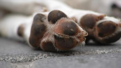 Δεν υπάρχουν λόγια να περιγράψουν τη βιαιότητα με την οποία κακοποιήθηκε  ένα αθώο ζώο, ένας σκύλος στην Ερμιόνη Αργολίδας