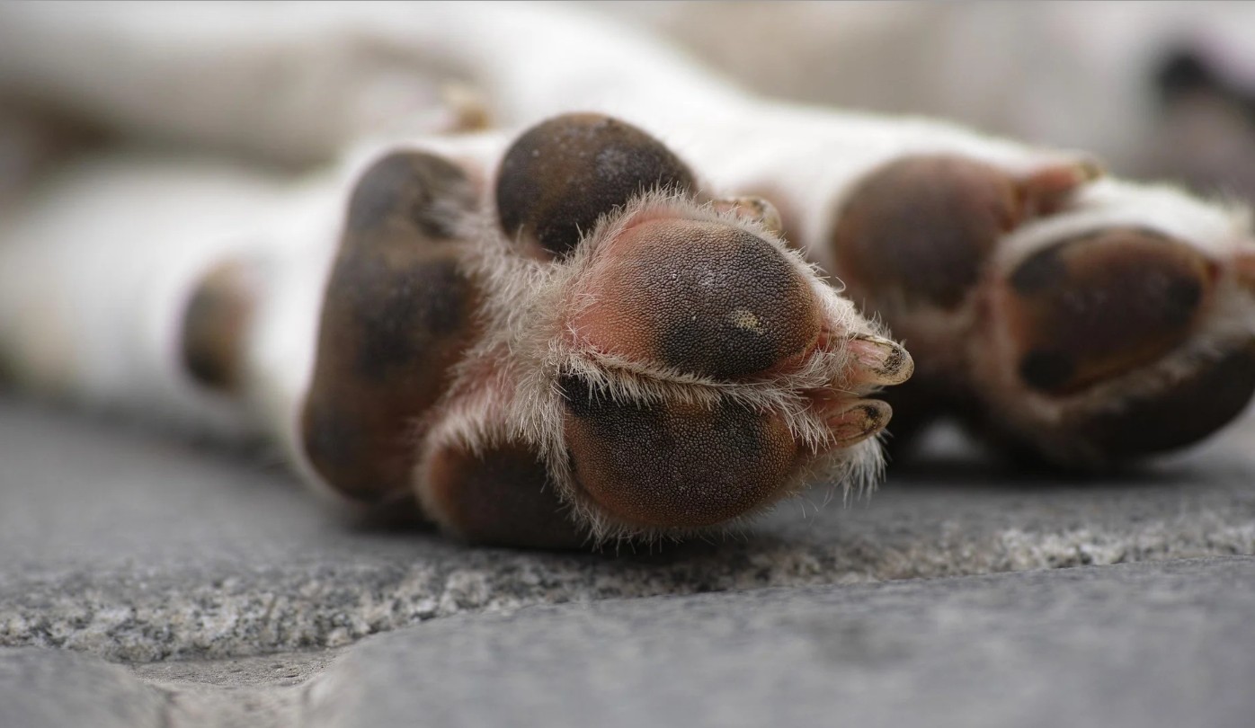 Δεν υπάρχουν λόγια να περιγράψουν τη βιαιότητα με την οποία κακοποιήθηκε  ένα αθώο ζώο, ένας σκύλος στην Ερμιόνη Αργολίδας