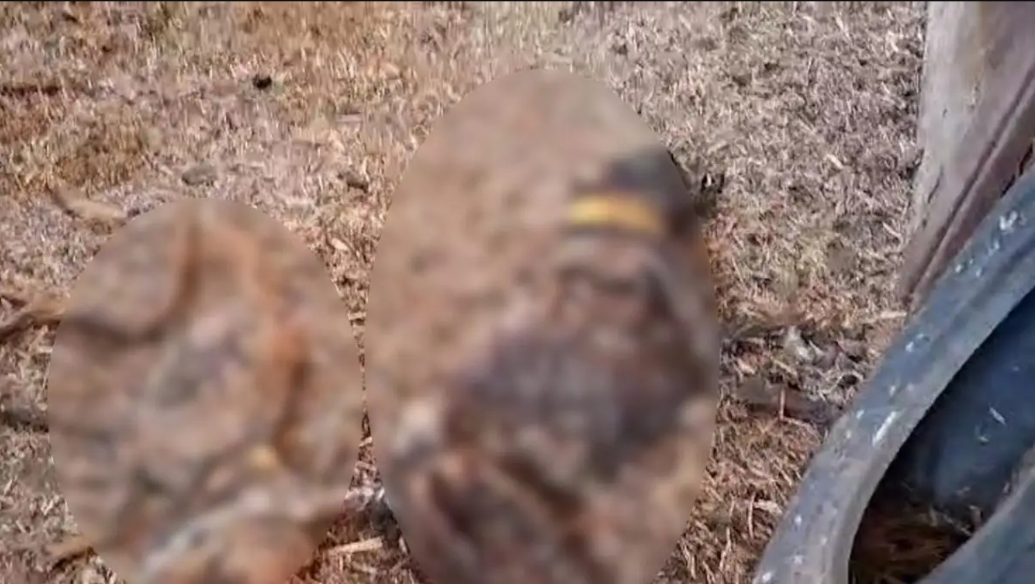 Μια σοκαριστική υπόθεση κακοποίησης και εγκατάλειψης ζώων αποκαλύφθηκε πρόσφατα στην Ισπανία, όπου 32 σκυλιά βρέθηκαν