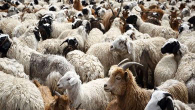 Συναγερμός για την ευλογιά αιγοπροβάτων στην Ελλάδα. Ενεργοποίηση μέτρων έκτακτης ανάγκης για να αποφευχθεί lockdown και μαζικές απώλειες στην κτηνοτροφία.