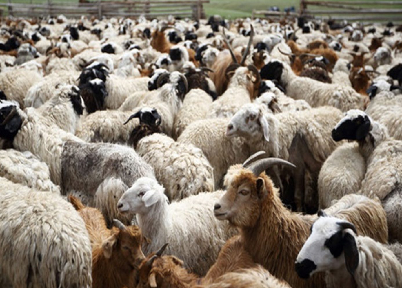 Συναγερμός για την ευλογιά αιγοπροβάτων στην Ελλάδα. Ενεργοποίηση μέτρων έκτακτης ανάγκης για να αποφευχθεί lockdown και μαζικές απώλειες στην κτηνοτροφία.