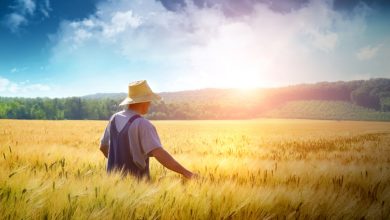 Η Κομισιόν προειδοποιεί την Ελλάδα για αναστολή αγροτικών επιδοτήσεων αν δεν καταθέσει έως 2 Οκτωβρίου νέο σχέδιο που να πληροί τις ευρωπαϊκές απαιτήσεις.